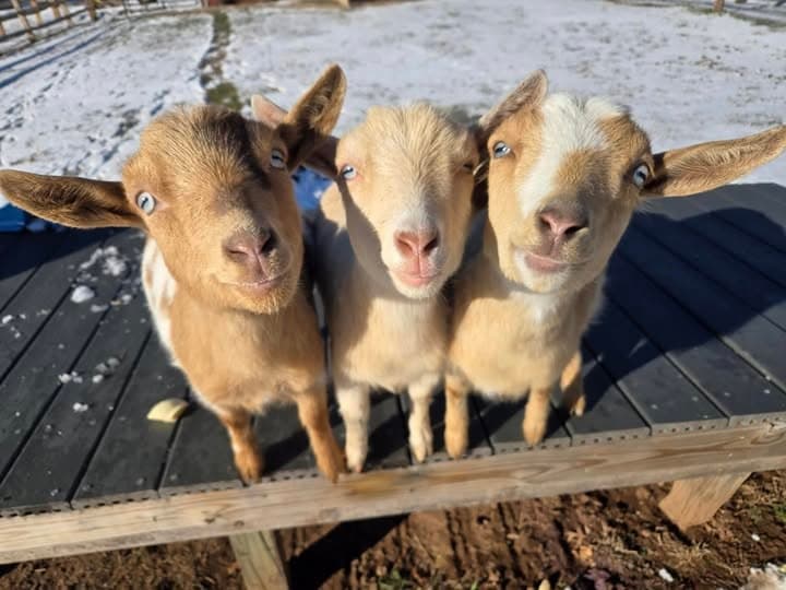 Three friendly goats lined up on barn boardwalk in snowy yard