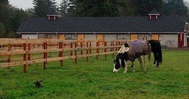Two horses grazing in a verdant pasture beside rustic farm stables