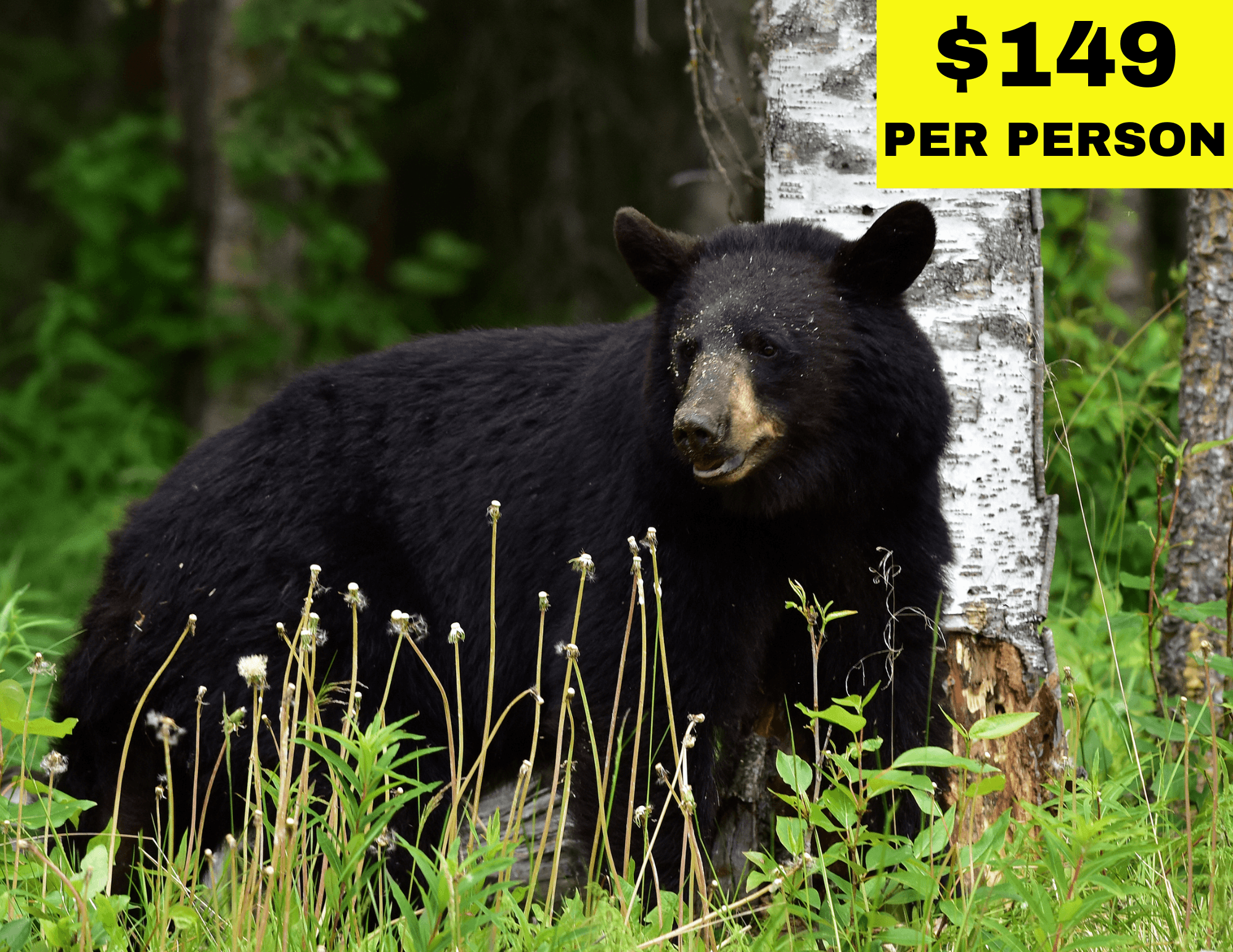 Bear and Brew: Wildlife & Culture Adventure in Ketchikan