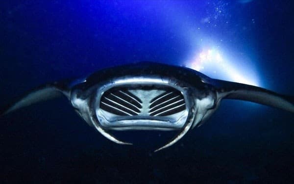 Sunset Mantas Snorkel Adventure in Waimea, Hawaii