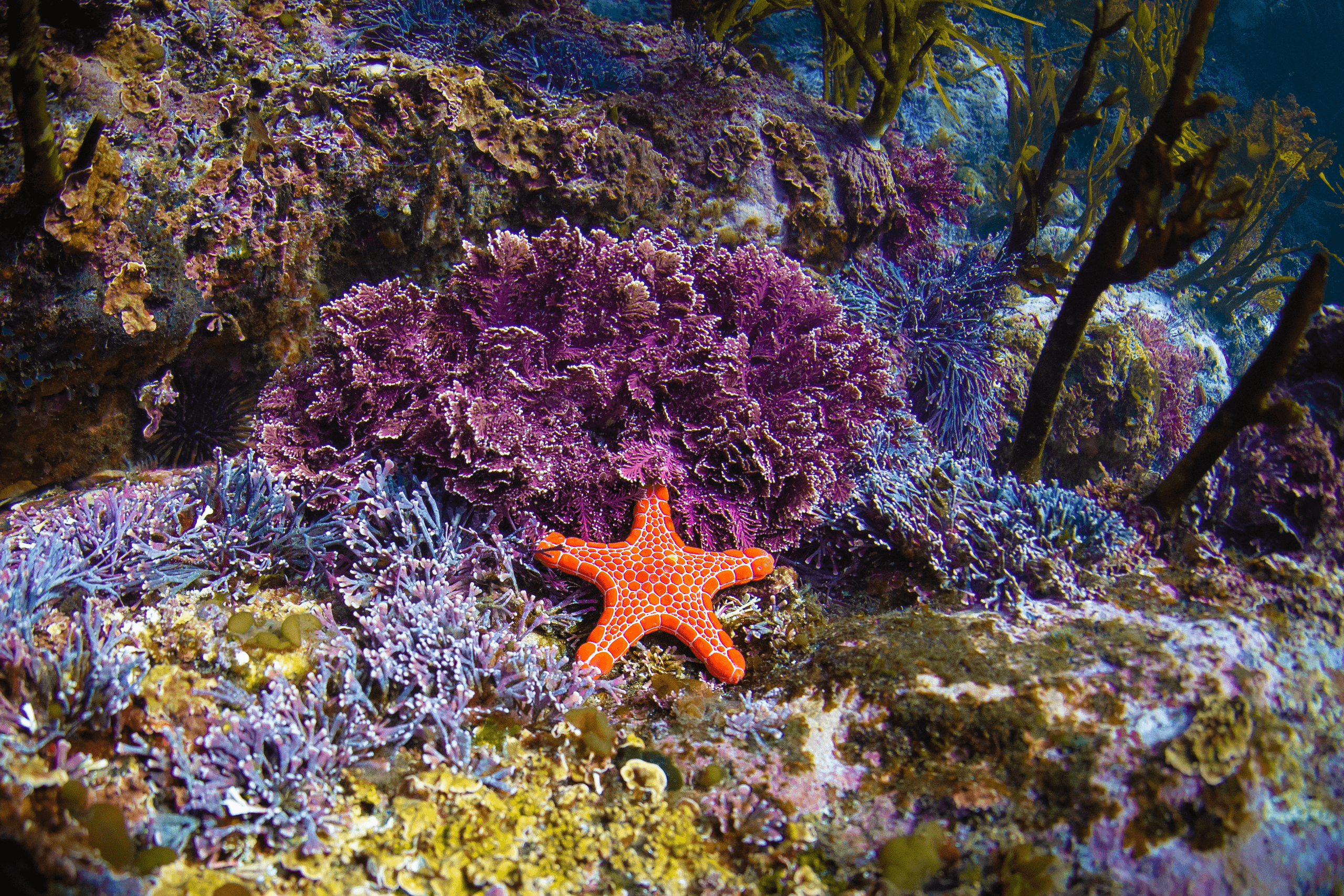 Try Scuba in Eden: Your Gateway to Underwater Adventure in New South Wales