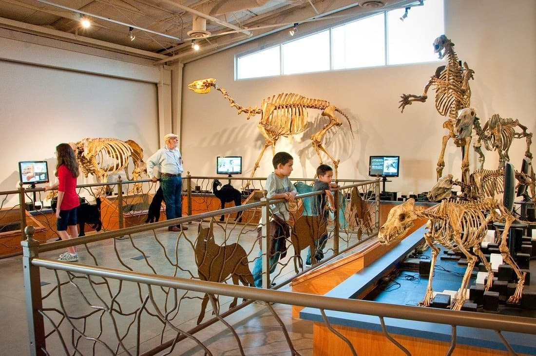 Ice Age Immersion: Large Group Private Tours at the Fossil Discovery Center