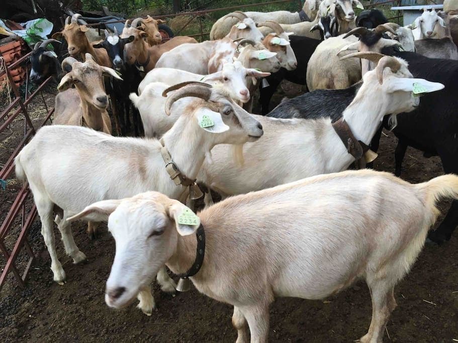 Land Adventures at Goat Cheese Making Experience by The Adventure Collective
