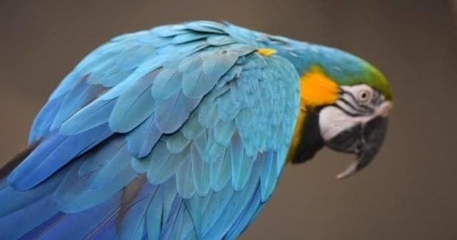Wildlife & Bird Tours at Downtown Aquarium Denver photo 1