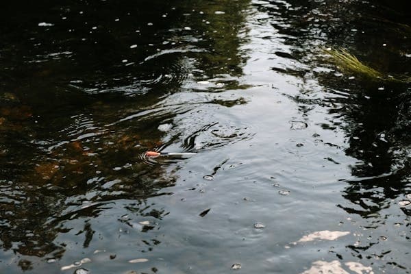 Catch and Release Fishing at Verdun Adventure Bound Pond