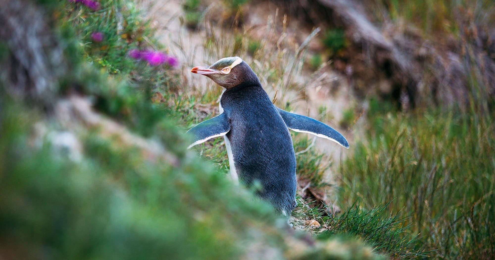 Otago Peninsula Wildlife Cruise by Monarch Wildlife Tours