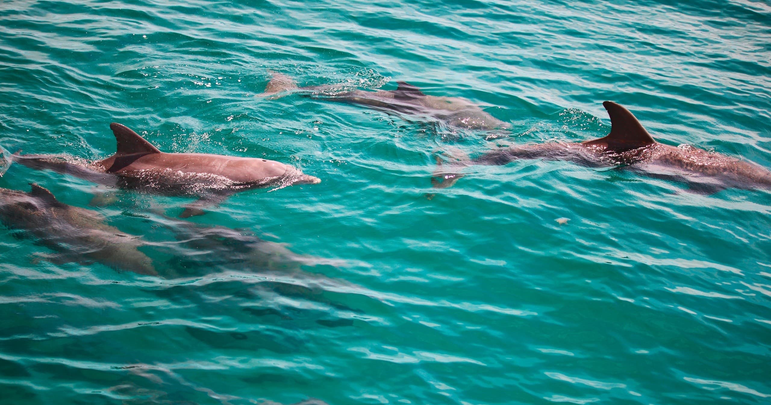 Morning Snorkel & Dolphin Tour | Snorkel in Fort Walton Beach, Florida