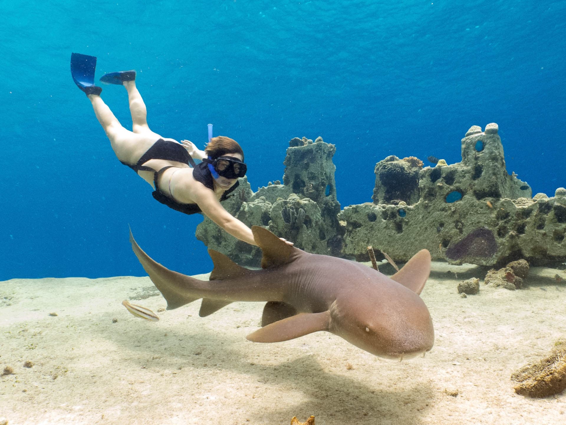 Stingray and Shark Snorkel in Cozumel: Swim with Rays & Sharks + Lunch photo 4