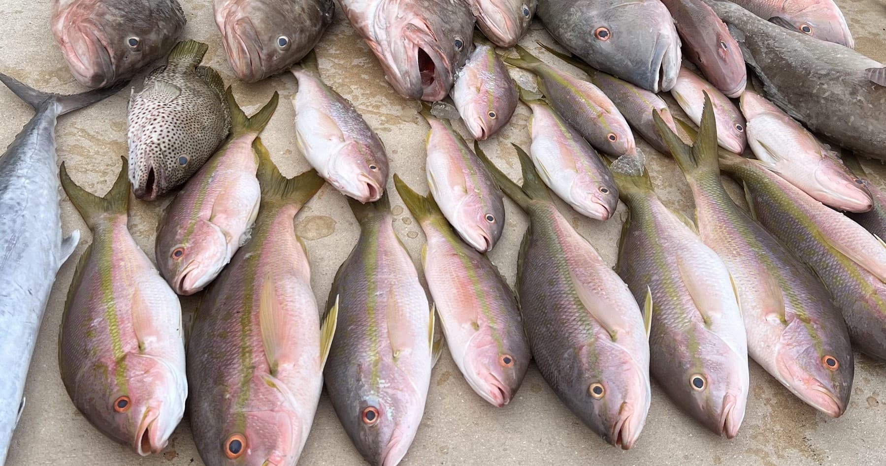 Fresh snapper catch laid out on deck after guided Gulf fishing trip