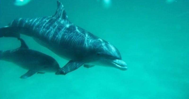 Water Activities & Coastline Excursions at Egmont Key