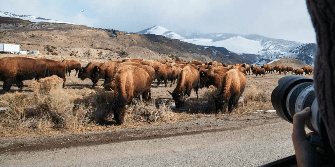 Yellowstone Photography Tour & Wildlife Safari in Montana