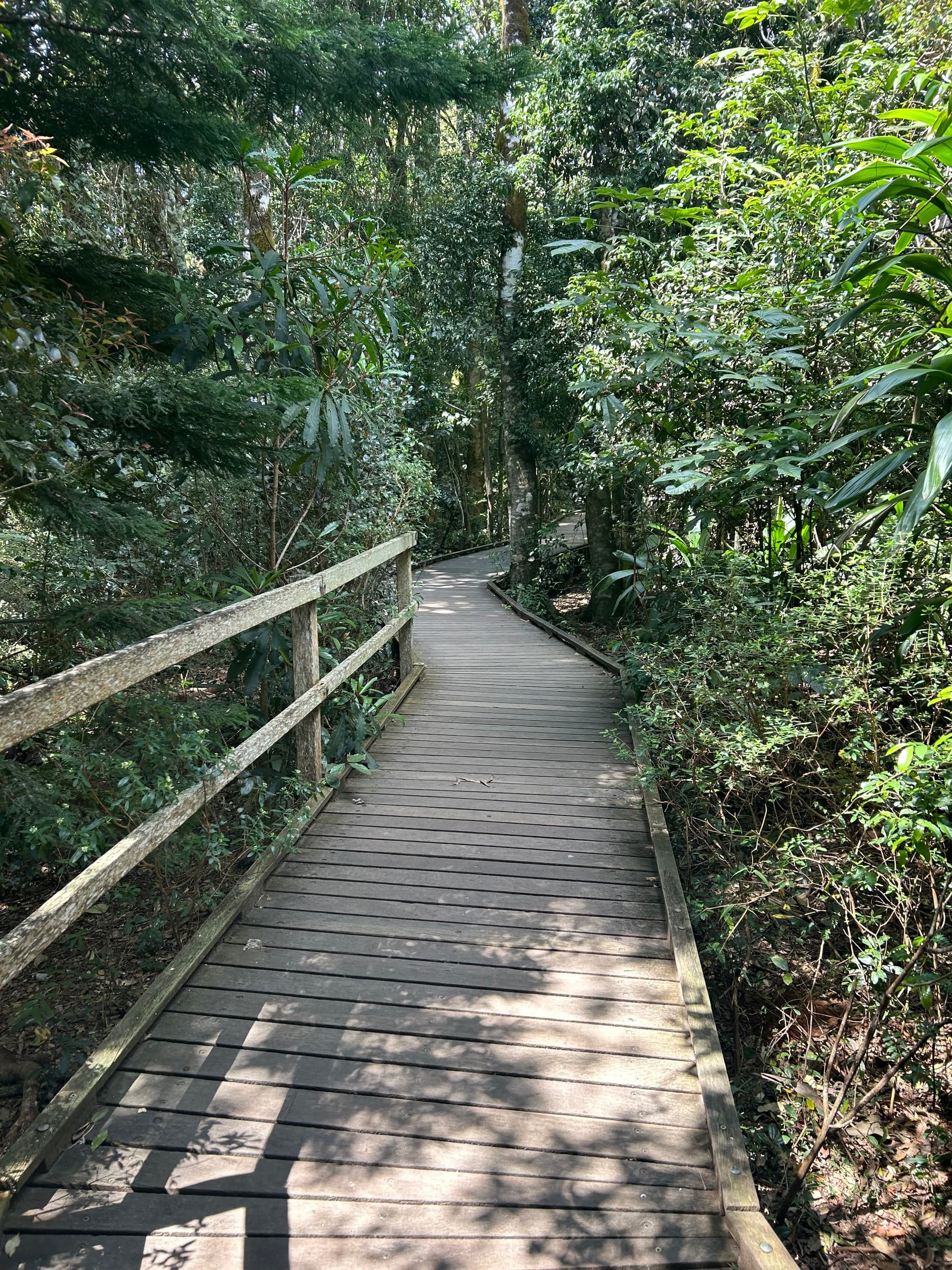 O'Reilly's & Lamington National Park Day Tour: Gold Coast Rainforest, Waterfalls & Alpacas photo 1