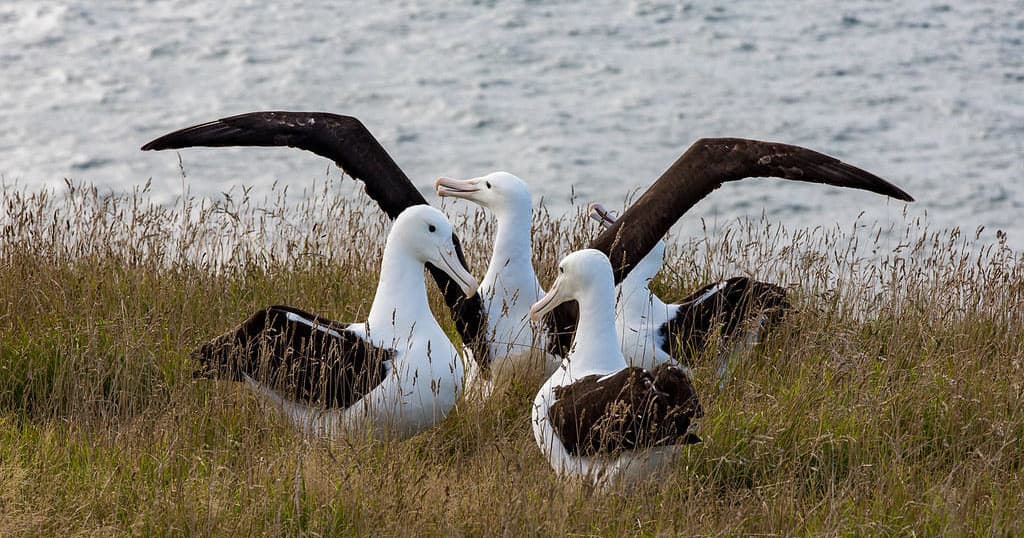 Taiaroa Head Wildlife & History Tour by Royal Albatross Centre