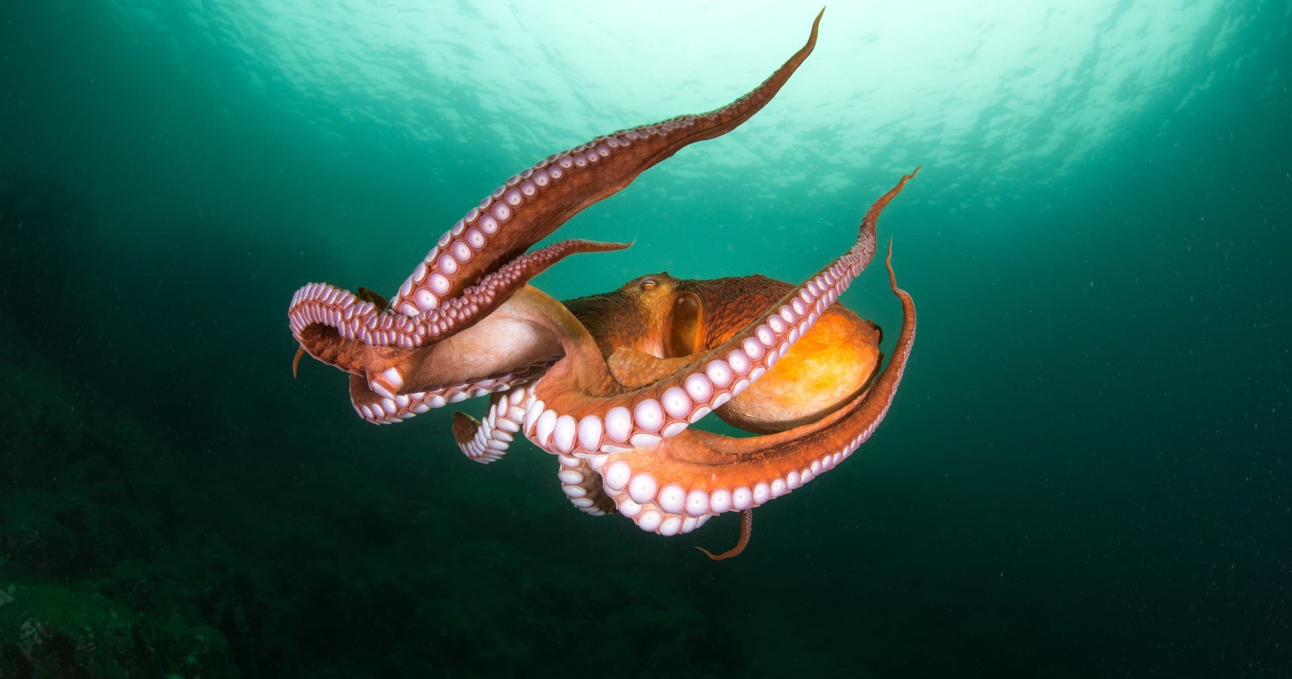 What The Fauna? at reimangardens — Hands-On Creature Classes in Ames, Iowa