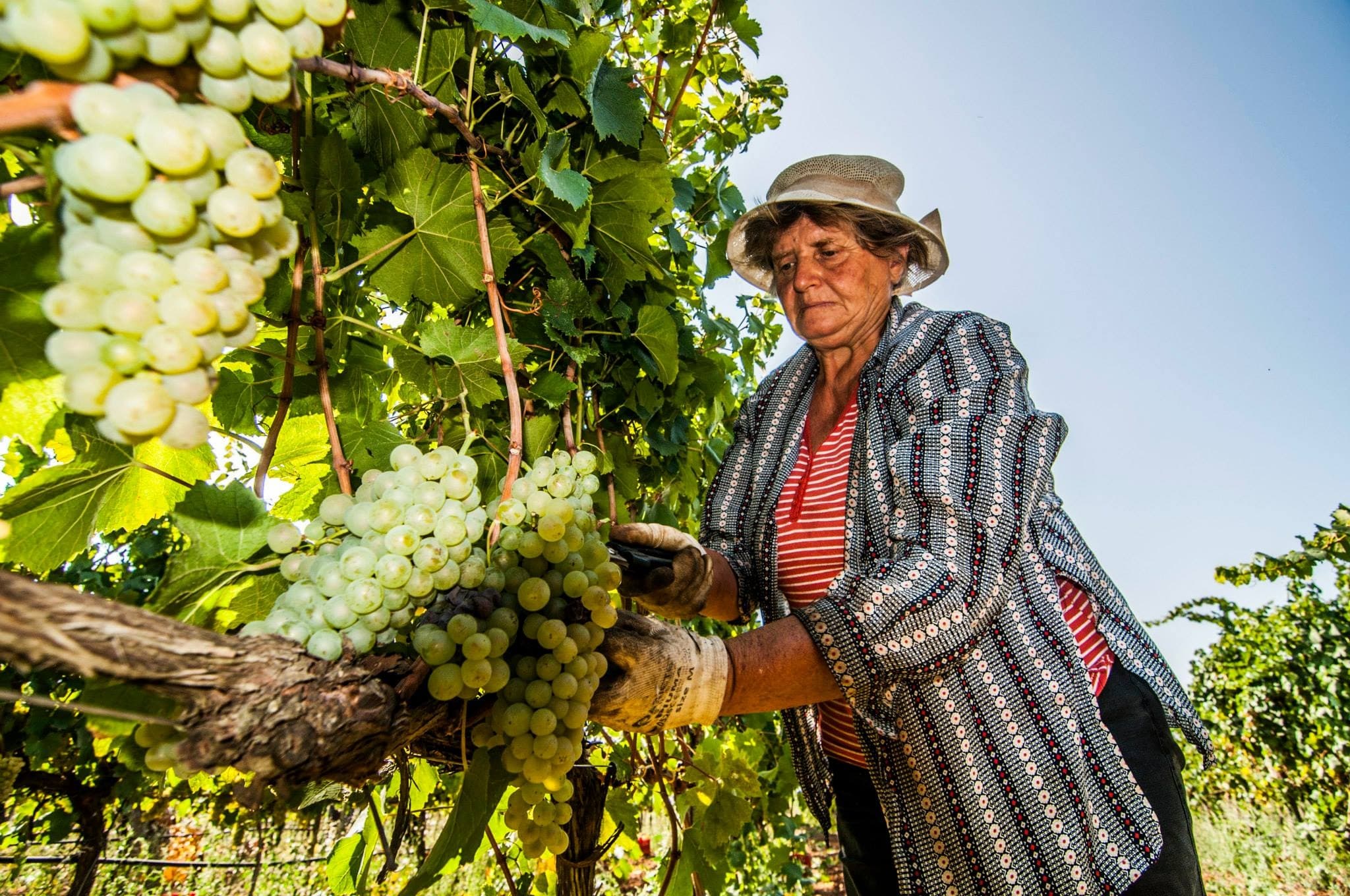Discover Puglia’s Historic Winery: A Wine Tasting Luxury Experience in Alberobello