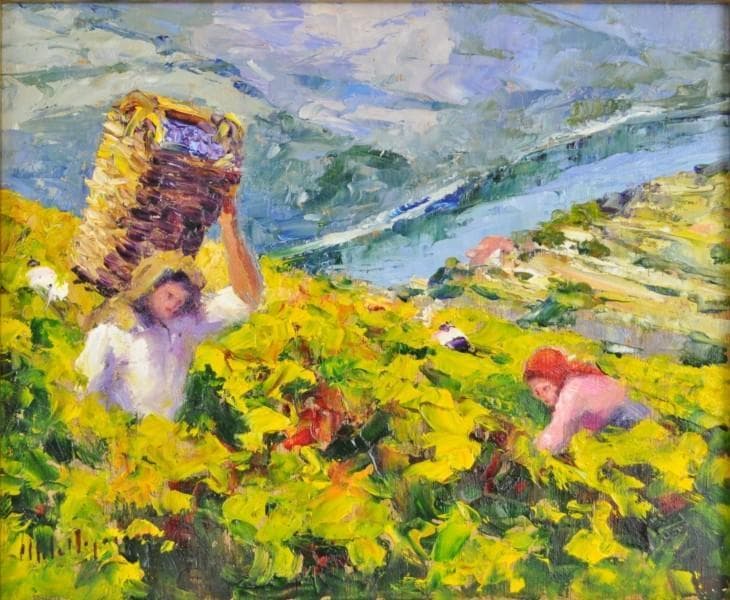 Grape harvest in sunlit vineyard, workers picking grapes outdoors
