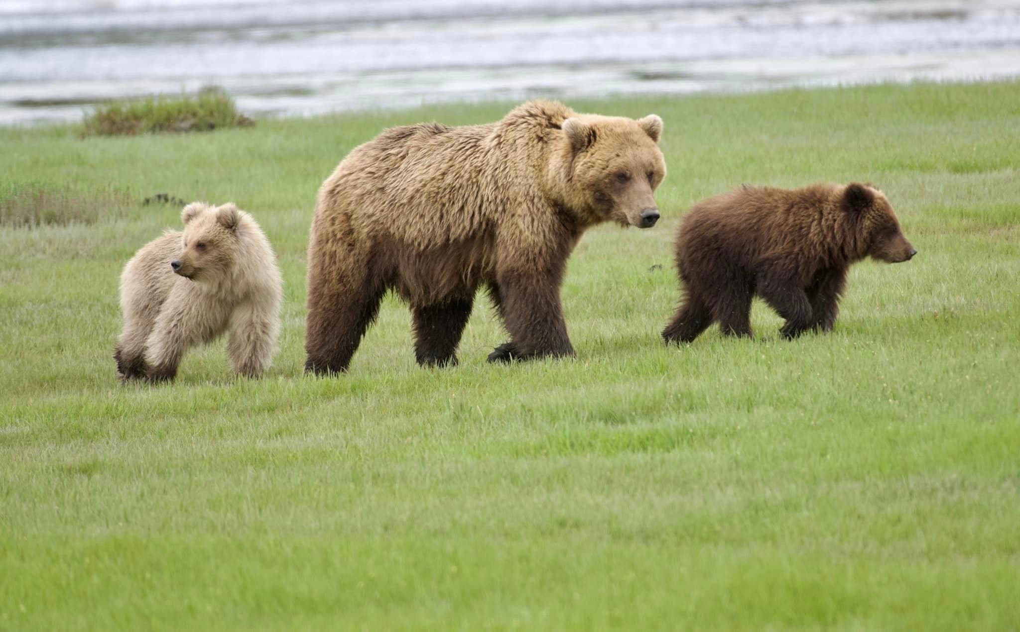 Experience Untamed Alaska: Guided Bear Viewing at Chinitna Bay and Silver Salmon Creek