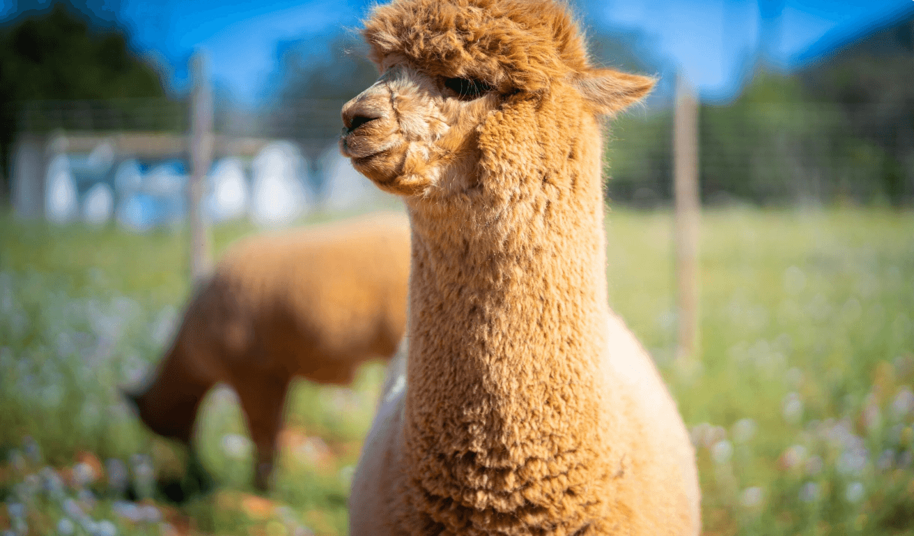 Wildlife & Nature Adventure with Alpaca Tour Ibiza