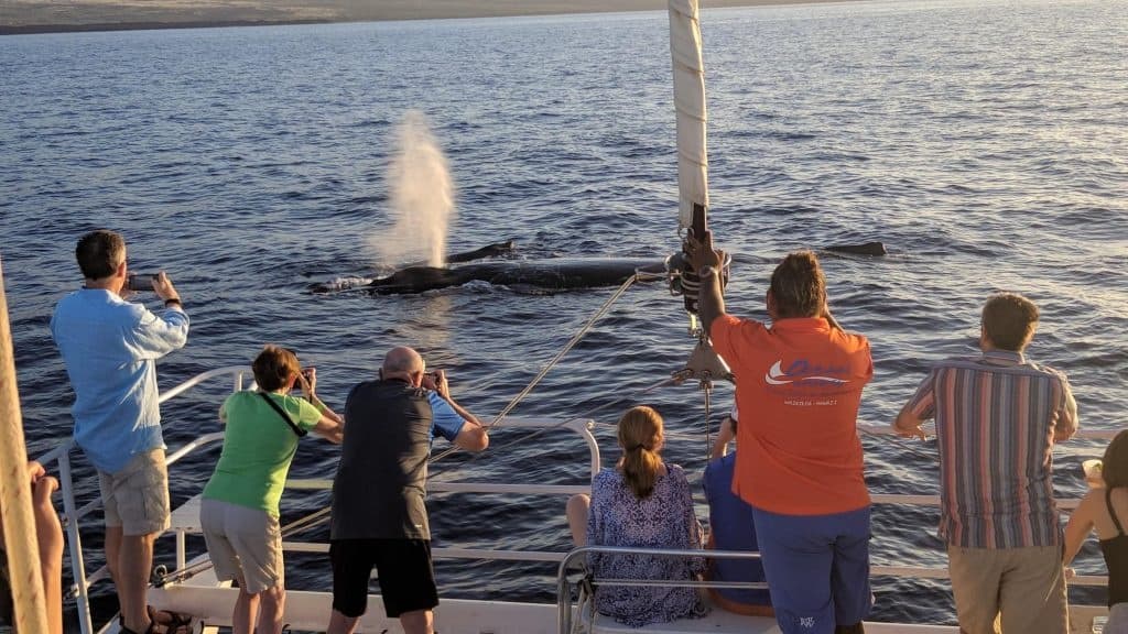 Pau Hana Sunset Cruise with Whales in Waimea, Hawaii