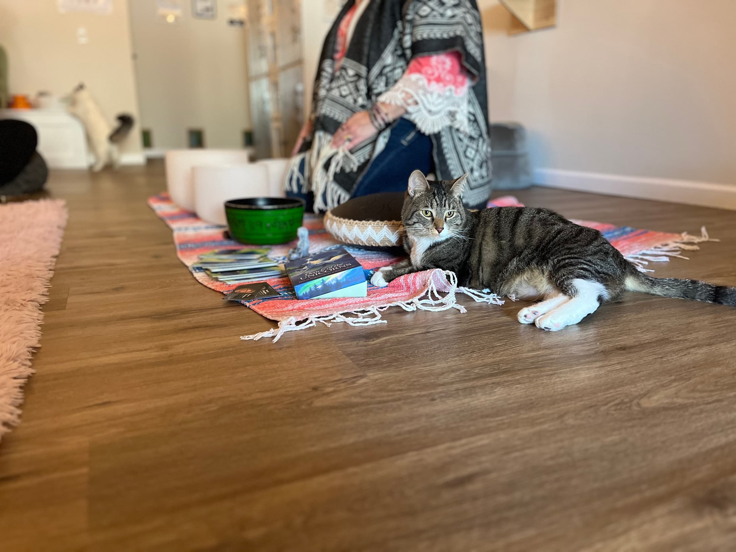 Tabby cat lounging on studio floor during indoor cat yoga class