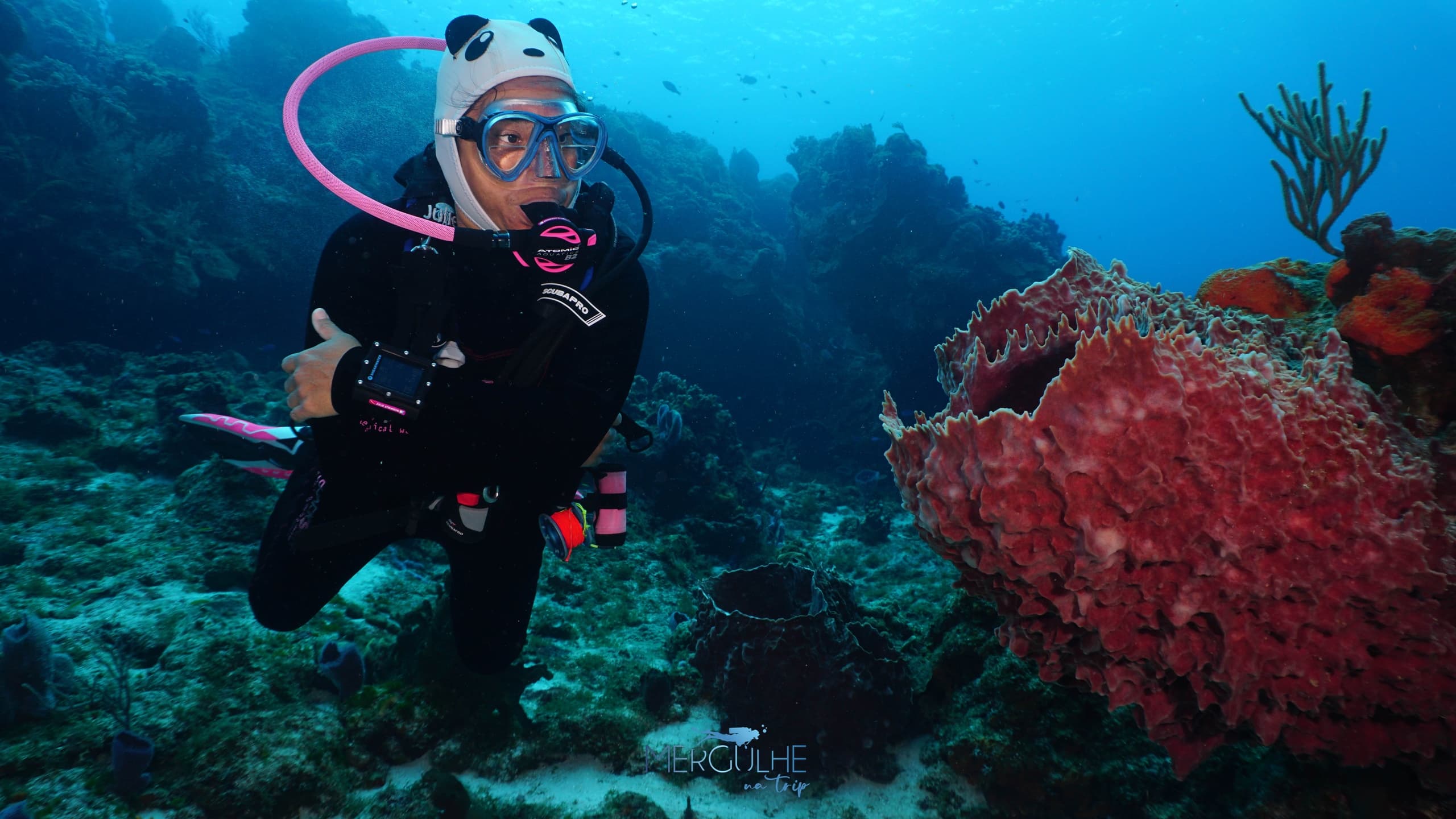 Scuba diver inspecting colorful coral and reef life in tropics