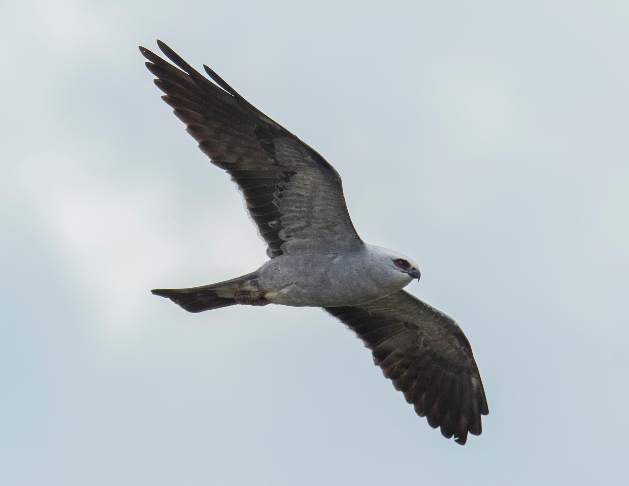 Mississippi Kite Flight: Spring Raptor Spectacle at Broad and Saluda River Confluence photo 3