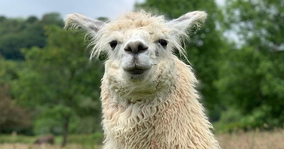 Close-up curious llama head in green Welsh countryside field