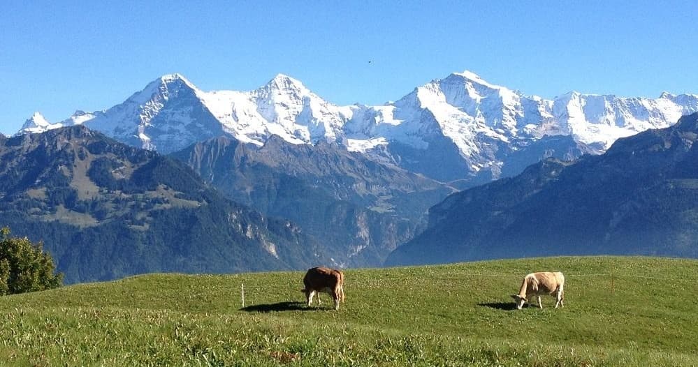 Cows grazing in alpine pasture with distant snowy mountain panorama