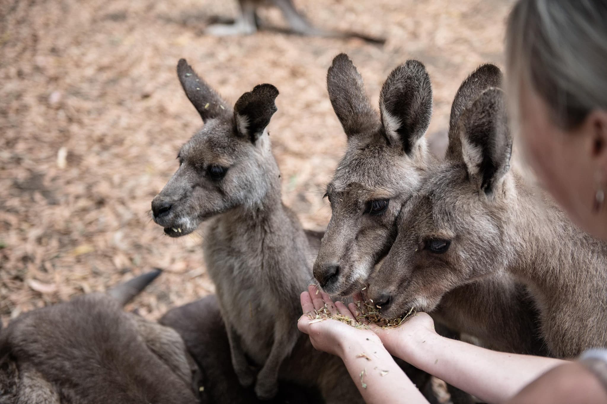 Discover Tasmania’s Northwest: Caves, Vineyards, Gardens & Wildlife in a Day