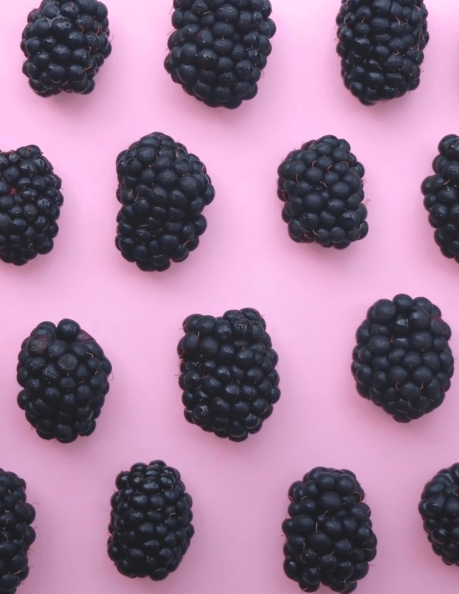 Blackberry Fest at Meadow Vista Honey Wines in Kelowna