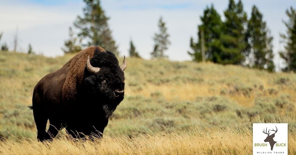 Wildlife & Wilderness Tour with BrushBuck Wildlife Tours Inc. in Grand Teton