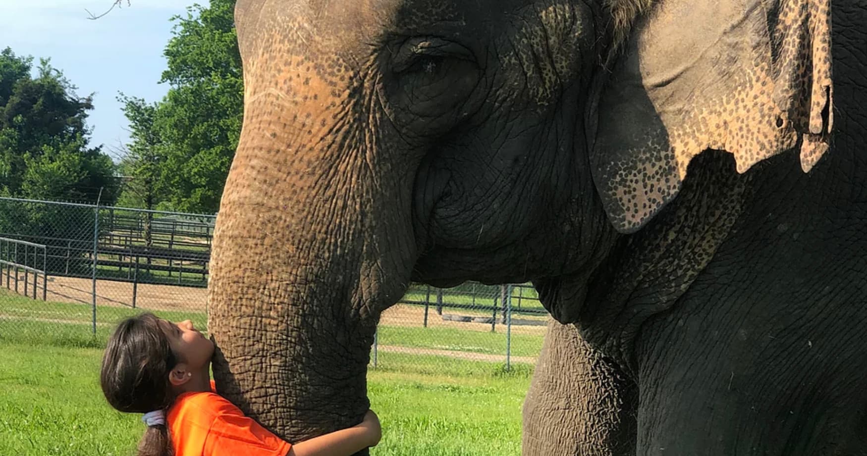 Child hugging elephant trunk in grassy fenced outdoor area