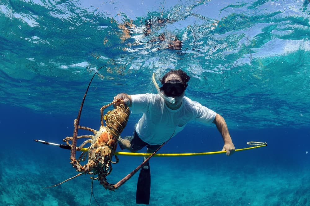 Spearfisher catching lobster underwater in clear tropical sea