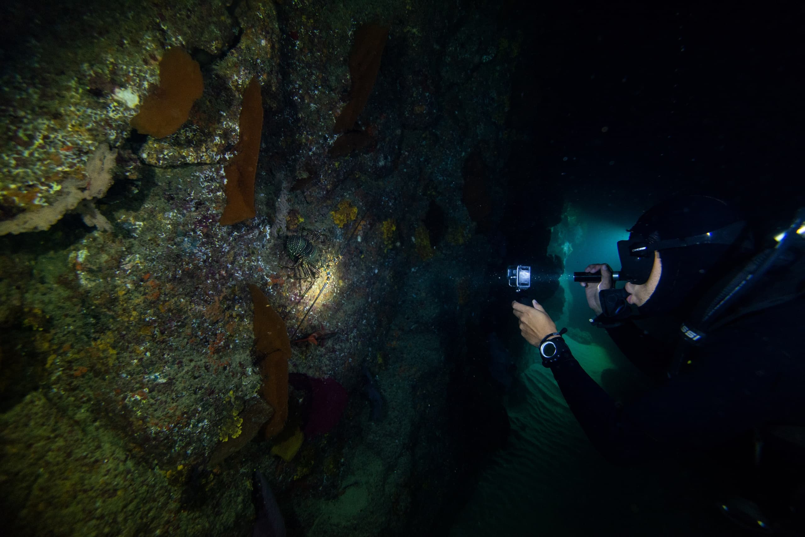 Night Diving in Cabo: Bioluminescence & After-Dark Marine Encounters photo 1