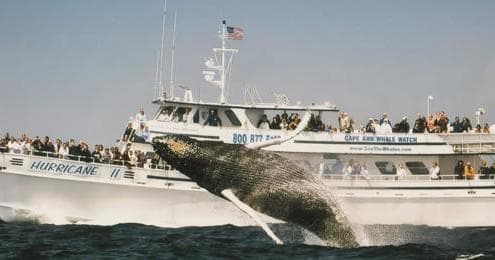 Marine Wildlife & Whale Watching with Cape Ann Whale Watch