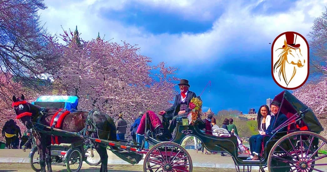 Land-Adventures & Photography: Top Hat NY Horse & Carriage Rides in Central Park
