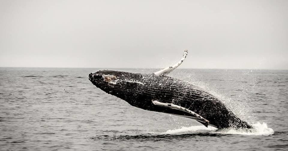 Humpback whale breaching near Seldovia boat tours in Alaska