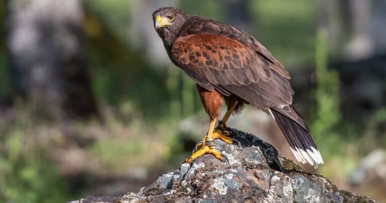 Hawk Walk Falconry Adventure in Marysville, California