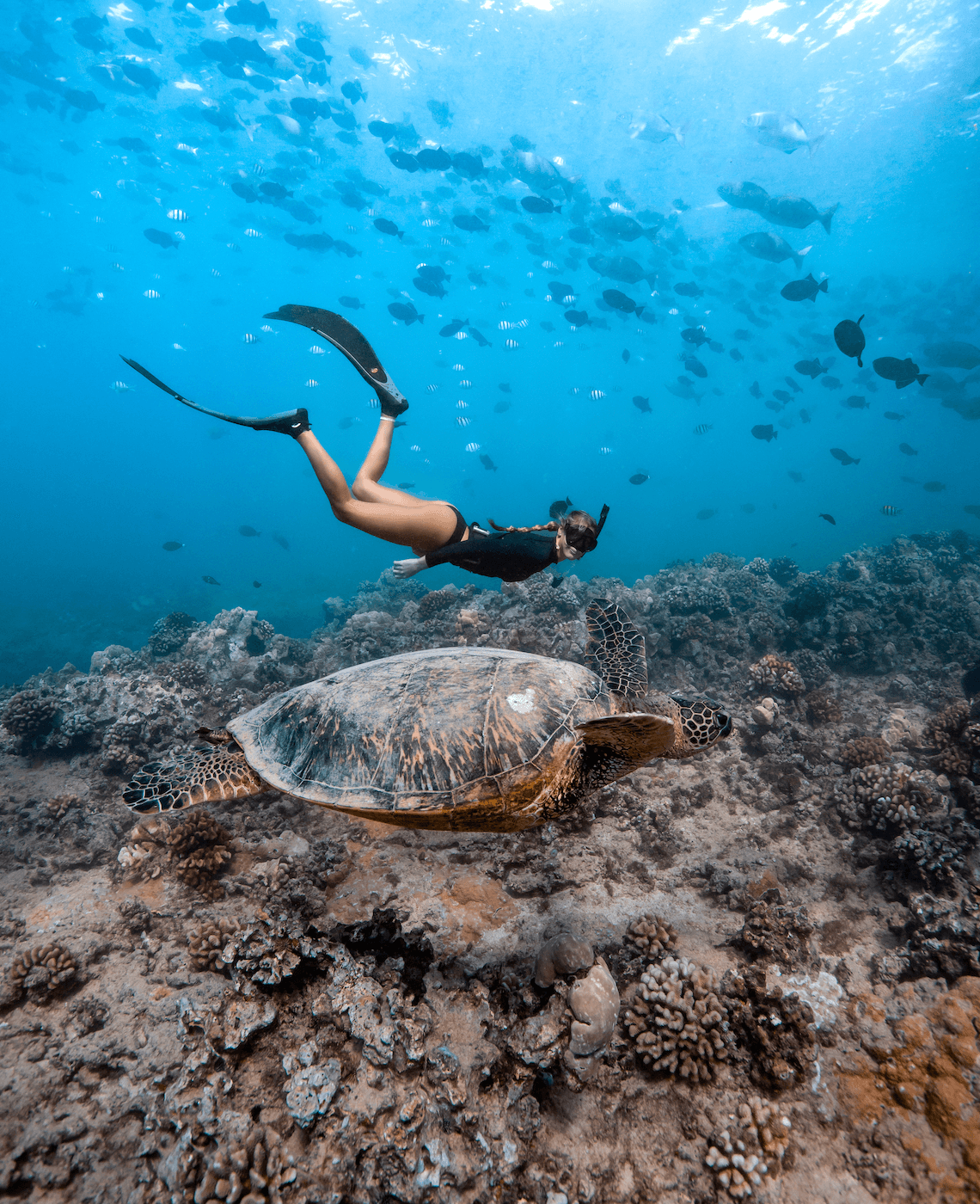 Private Turtle Canyon Snorkel: Small-Group Morning Tour from Waikiki