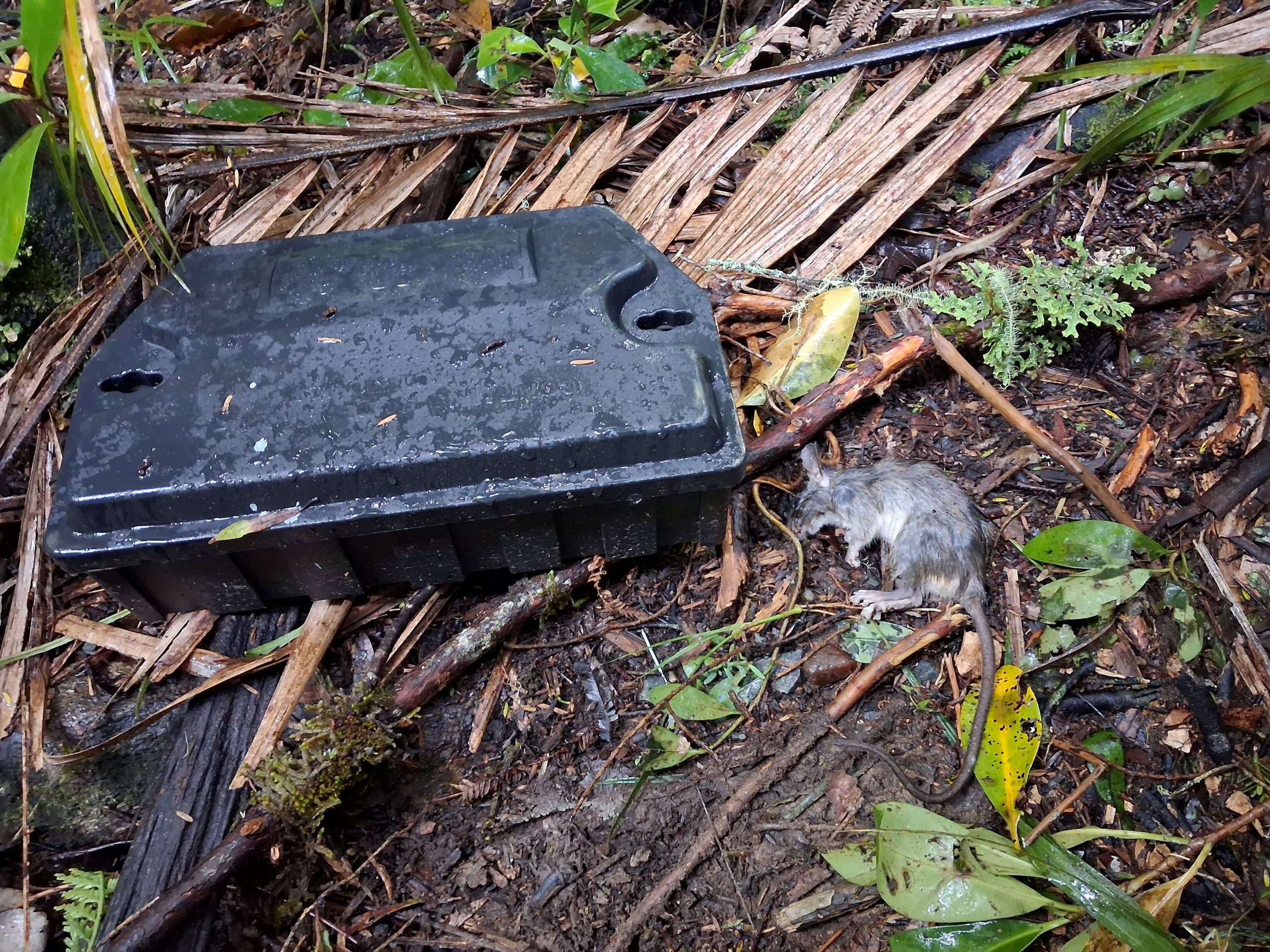 Donate to Protect Waipu Caves: Support Limestone Grottos, Glowworms & Local Conservation photo 1