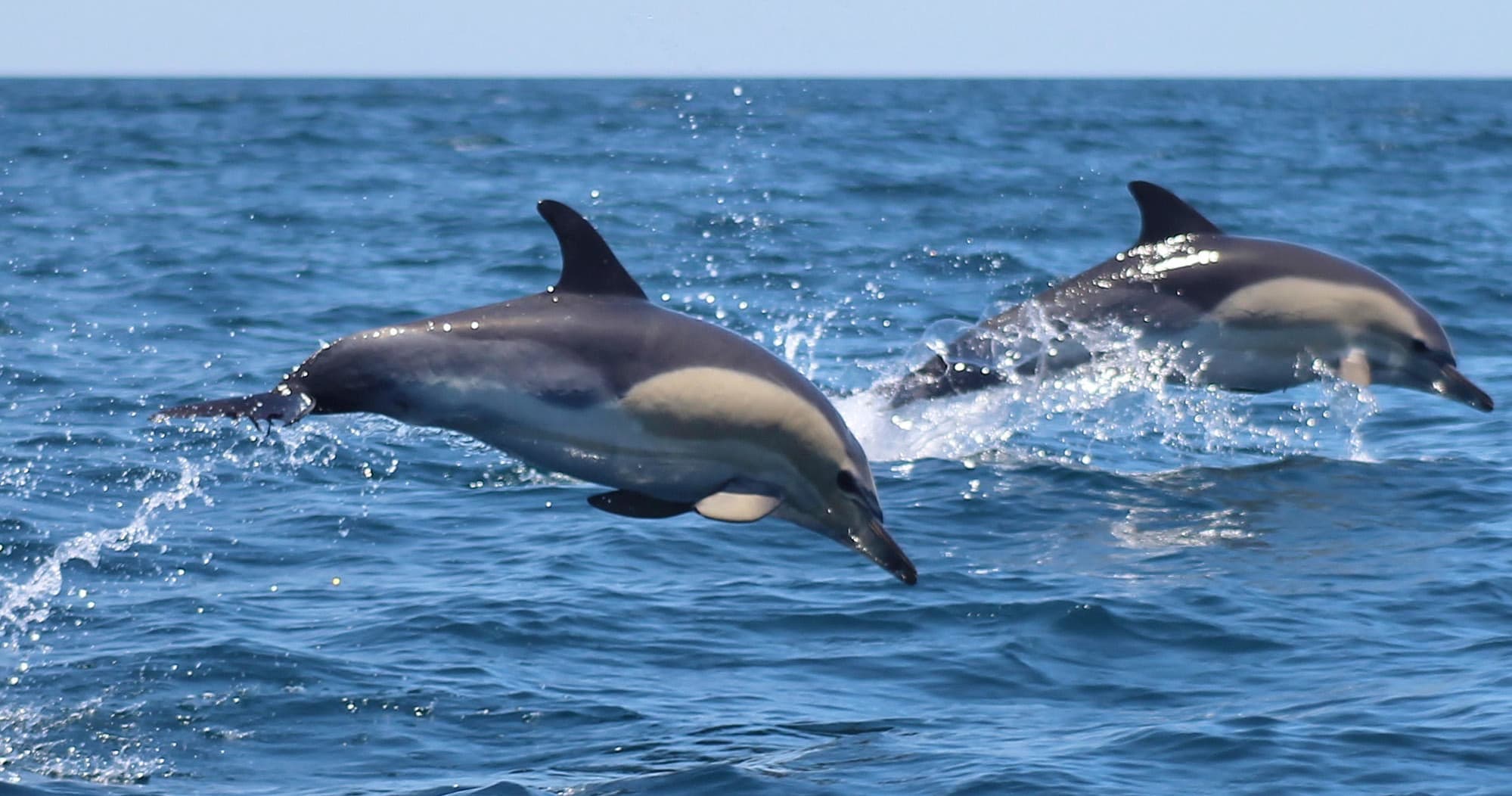 Dolphins leaping offshore during ocean wildlife seafari trip