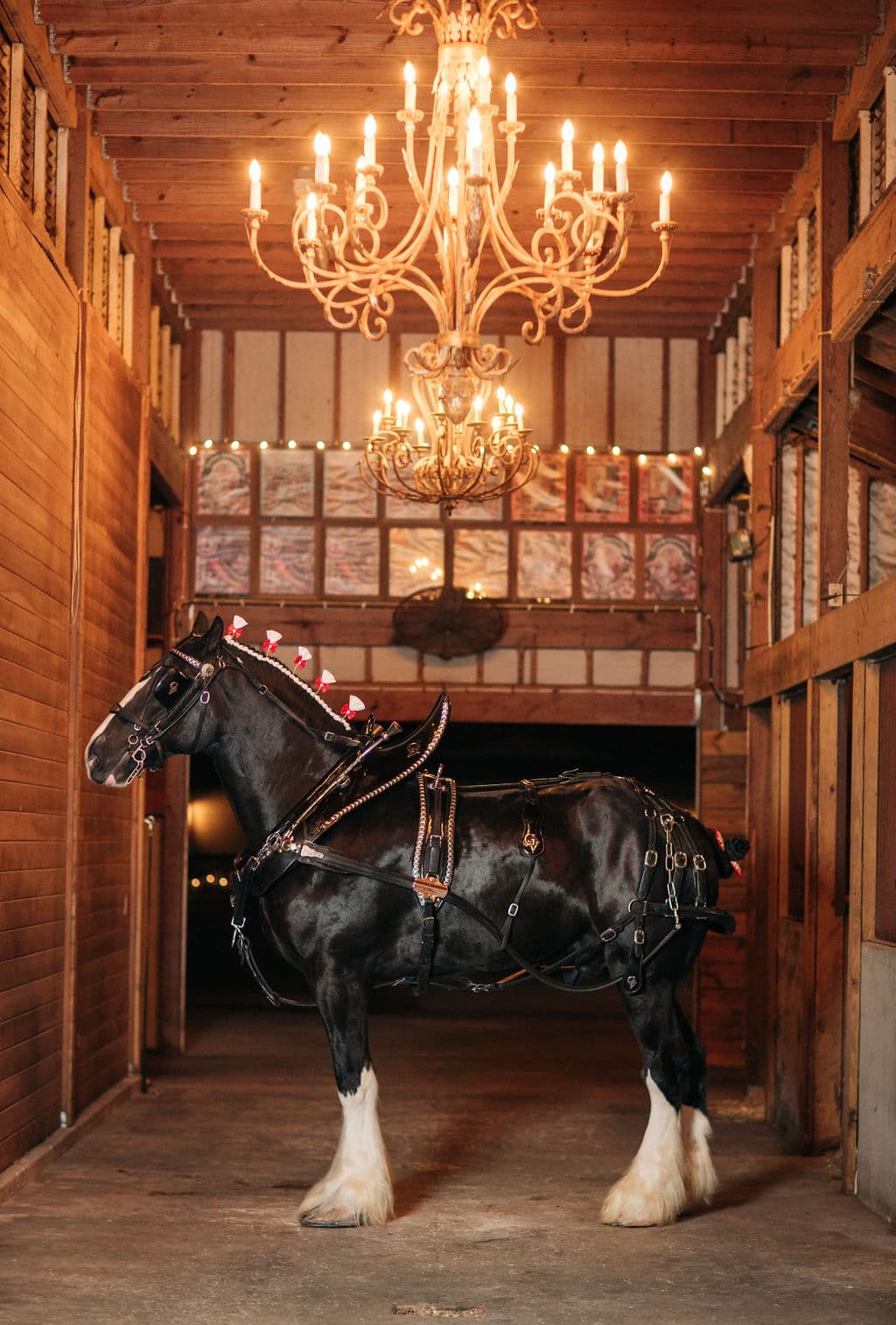 Decorated draft horse standing in ornate indoor stable