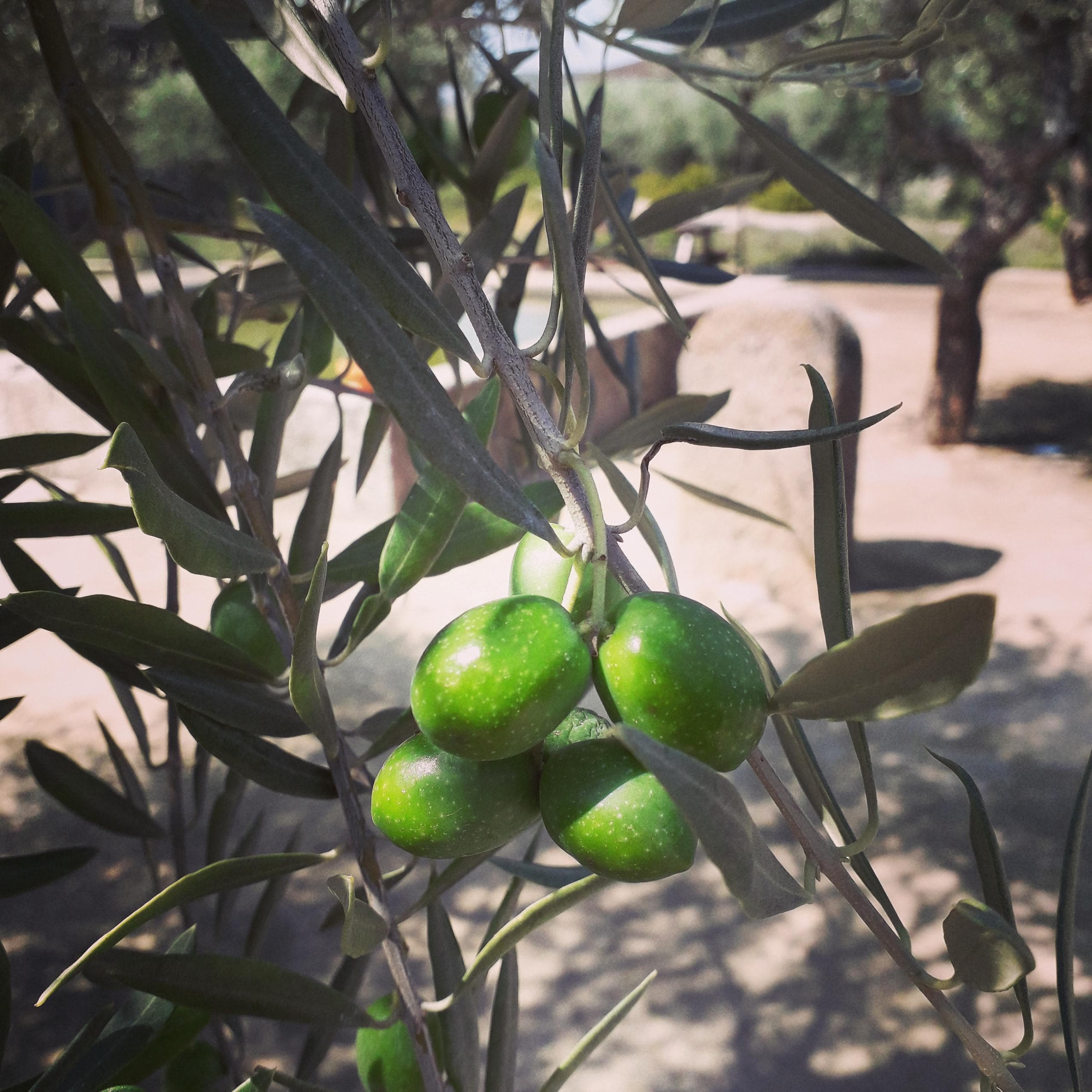 Olive Oil Tasting Tour in Porto with Eco Trilha