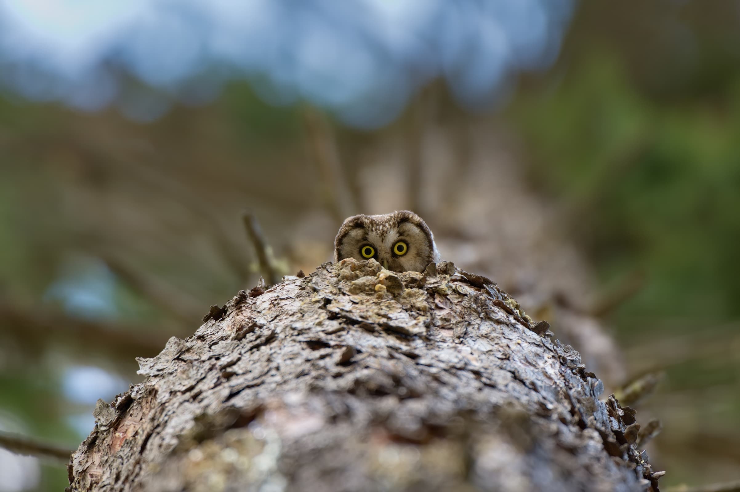 Wildlife Hike & Family Fun at Lusia in Trentino
