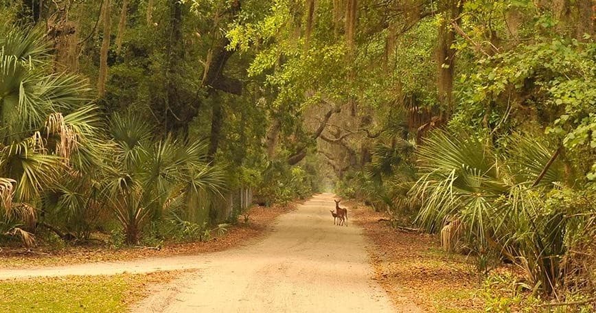 Sandy forest trail through maritime hammock on Cumberland Island