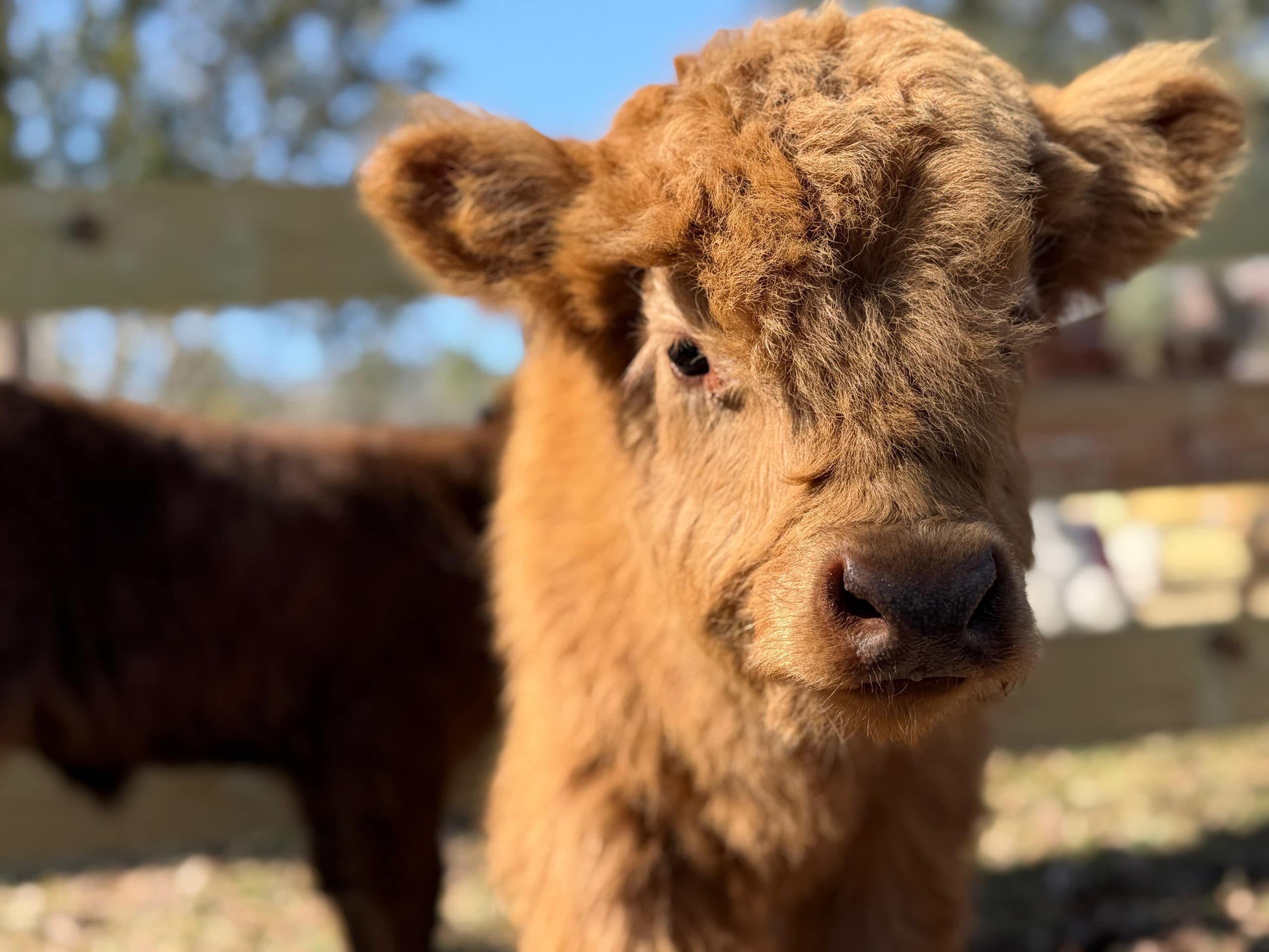 Hands-On Highland Cows, Camels, and Alpacas: Fluffy Farm Encounter Near St. Augustine