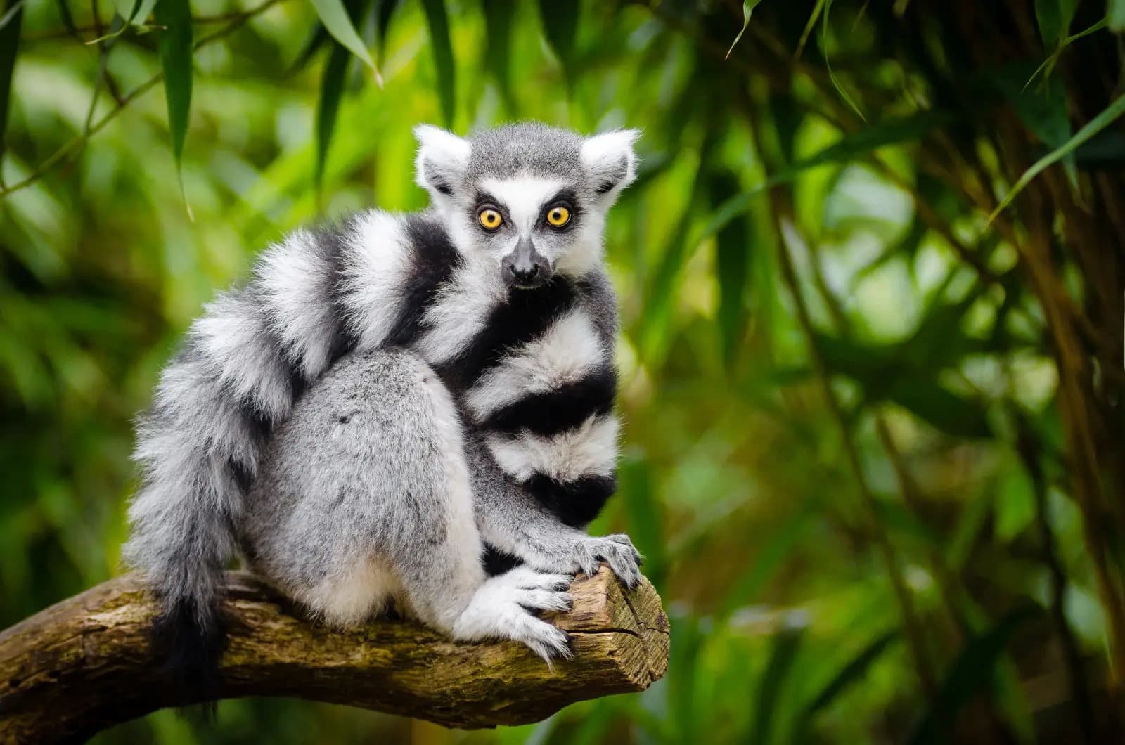 Private Animal Encounters in Cottageville, SC