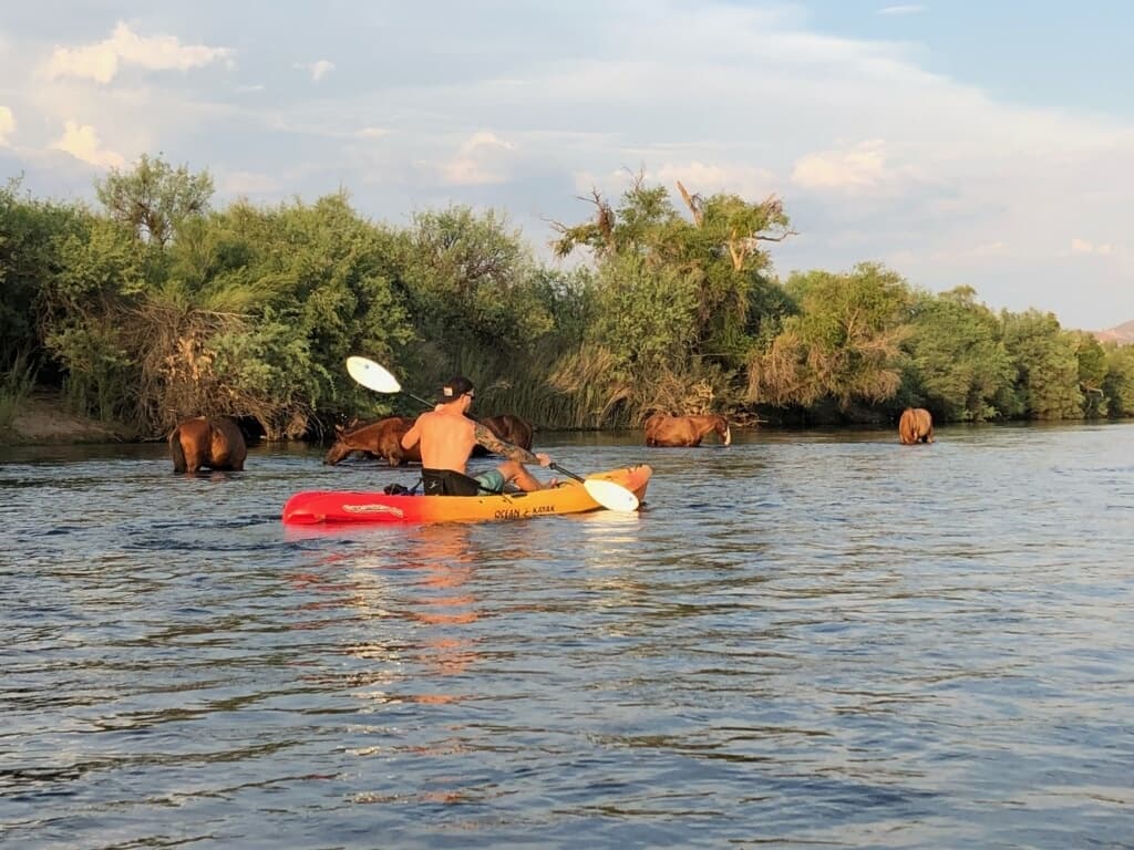 Solo kayaker paddling near riverside brush and grazing wildlife
