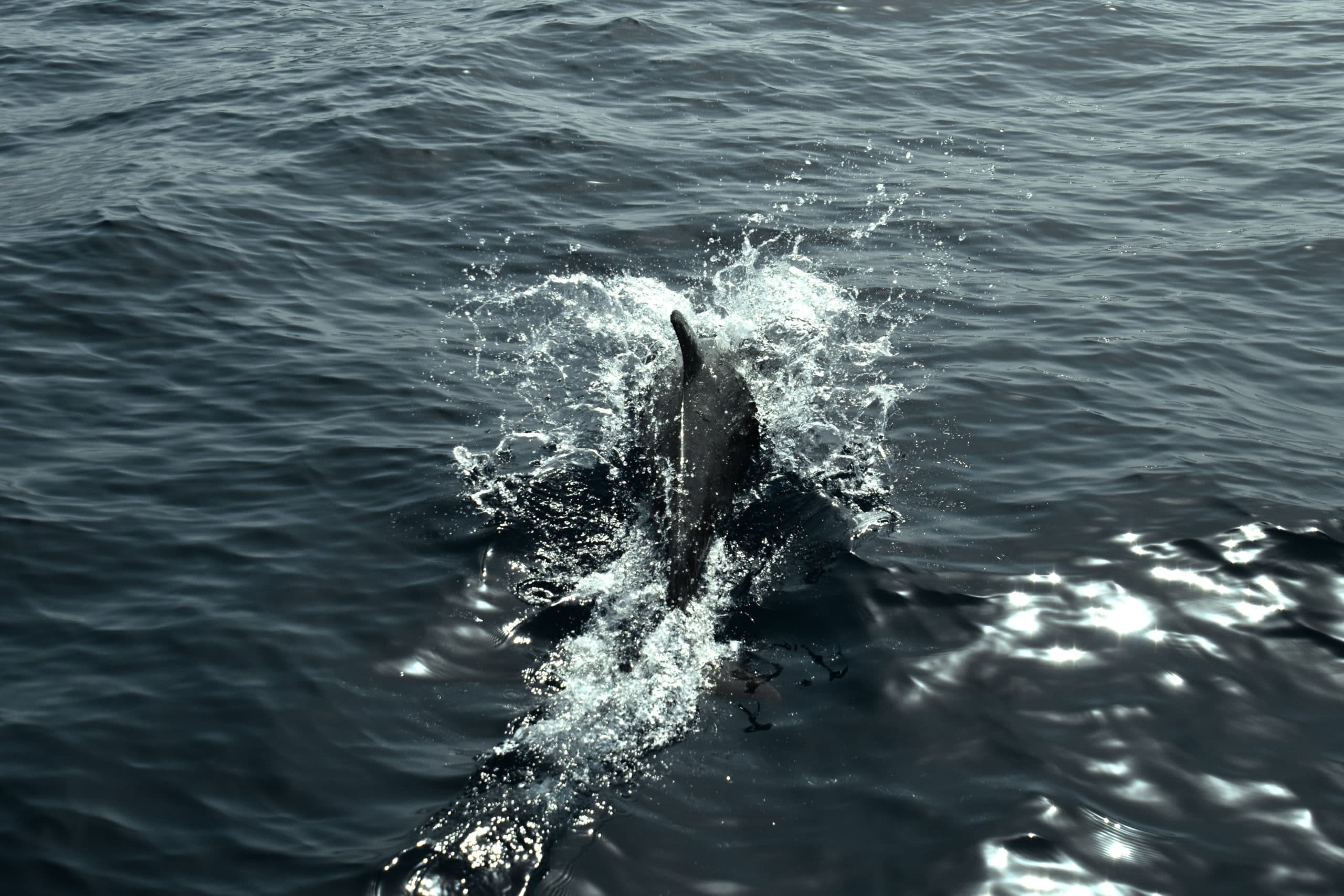 Whale & Dolphin Watching with WeWhale Canarias in Lanzarote
