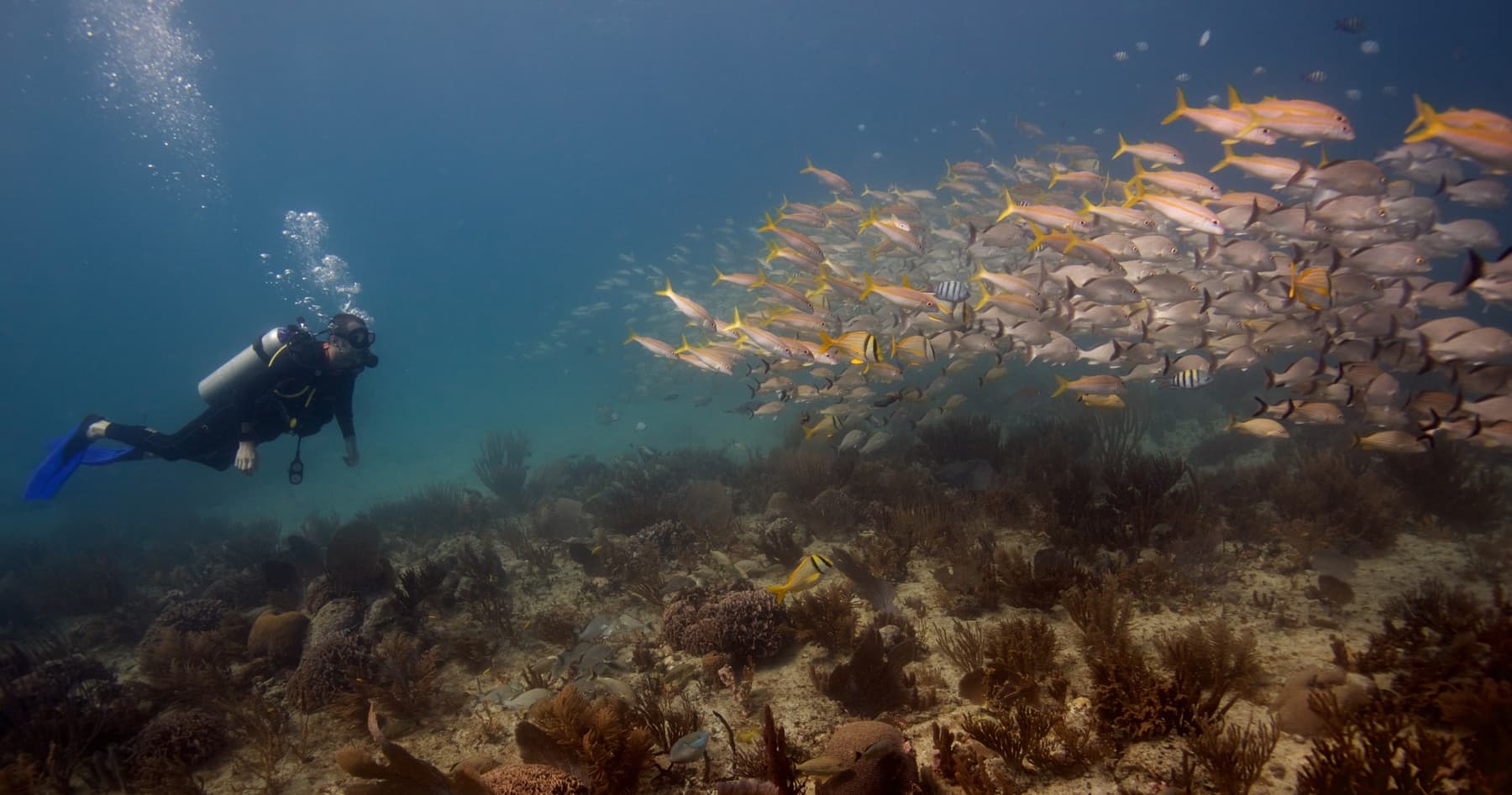 Playa del Carmen Refresher Dive — Half-Day Scuba Review on the Mesoamerican Reef photo 3
